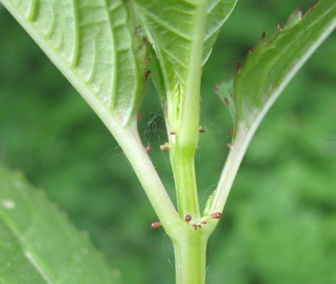 Image of Impatiens glandulifera specimen.
