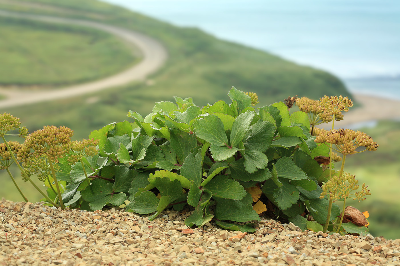 Image of Ligusticum scoticum specimen.