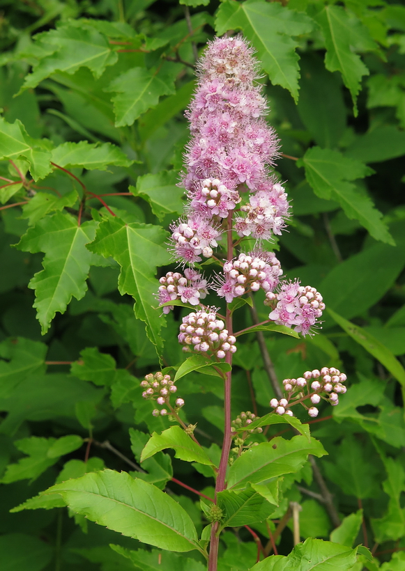 Image of Spiraea salicifolia specimen.