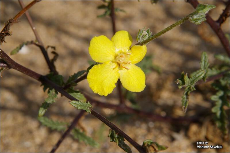 Image of Verbascum pinnatifidum specimen.