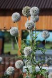 Echinops exaltatus