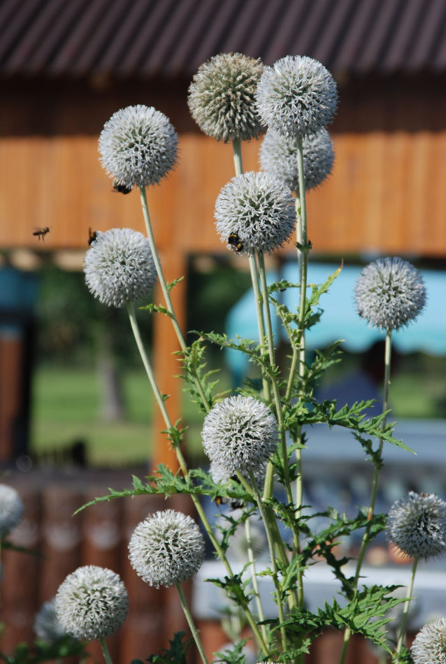 Image of Echinops exaltatus specimen.