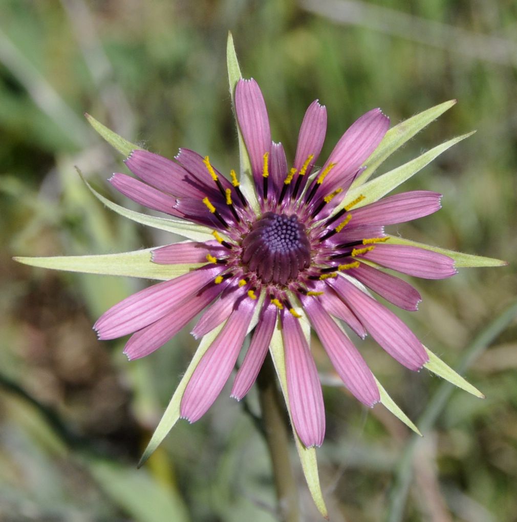 Image of Tragopogon australis specimen.