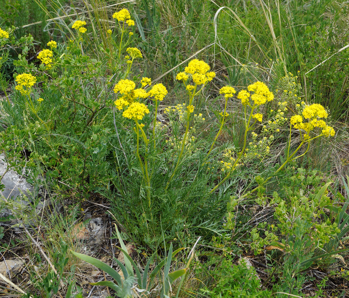Image of Patrinia intermedia specimen.
