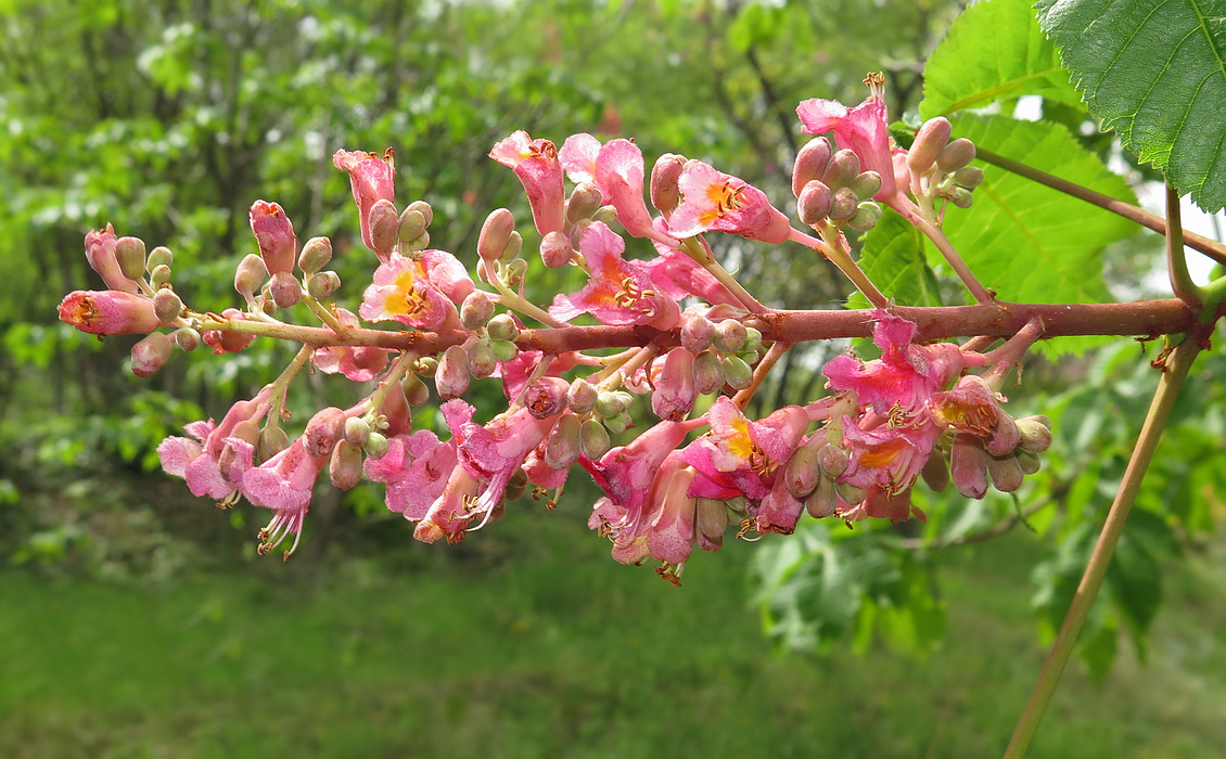 Image of Aesculus &times; carnea specimen.