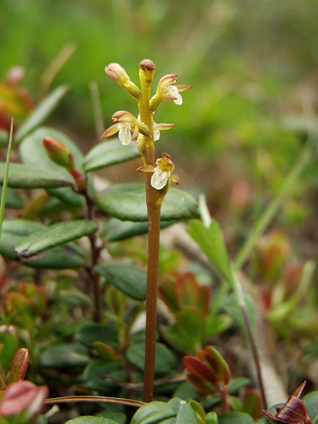 Изображение особи Corallorhiza trifida.