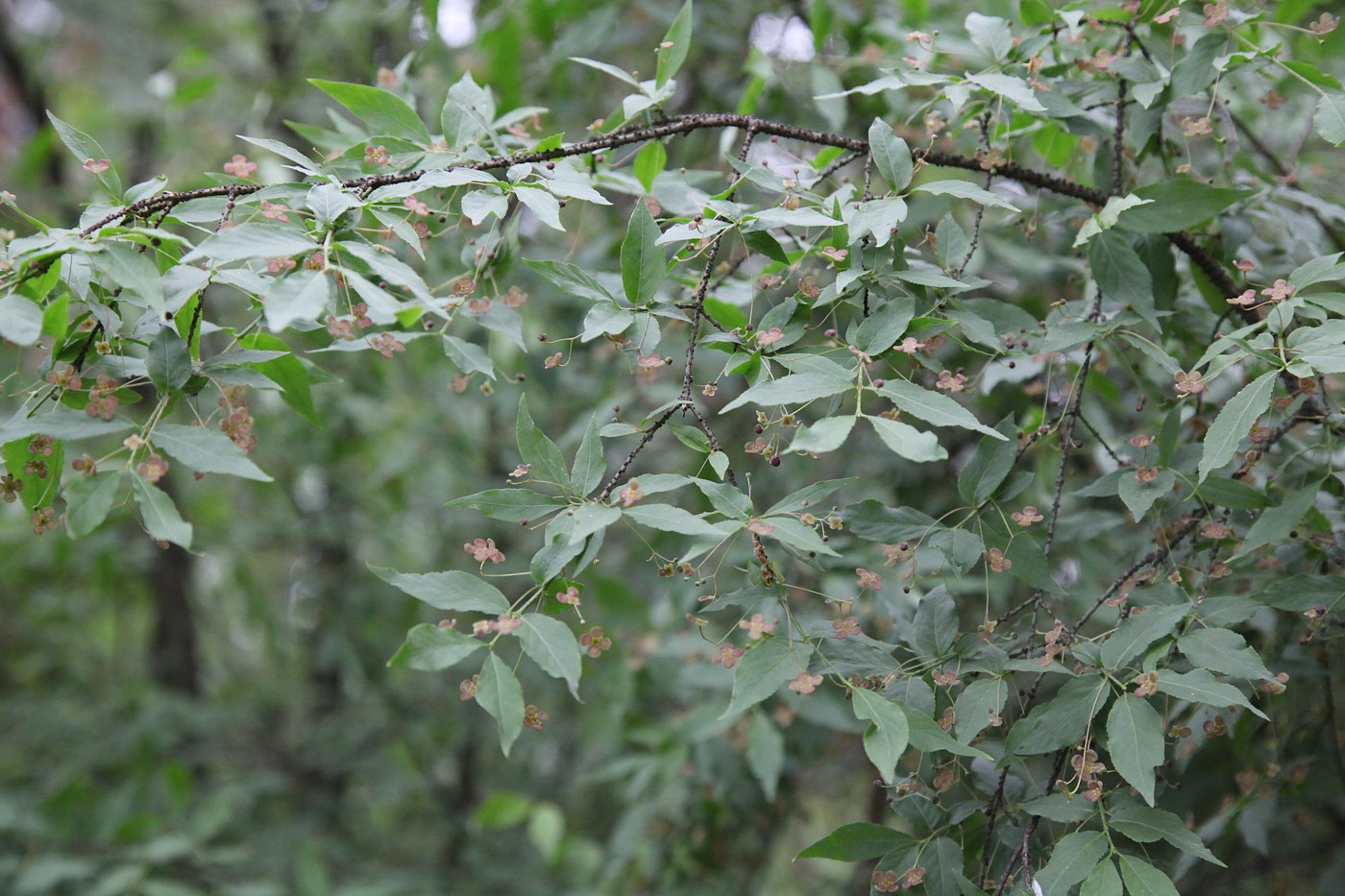 Image of Euonymus verrucosus specimen.