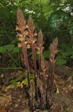 Orobanche laxissima. Цветущие и зацветающие растения. Краснодарский край, м/о город-курорт Геленджик, хут. Джанхот, лиственный лес у границы с жилым массивом. 10 июня 2017 г.