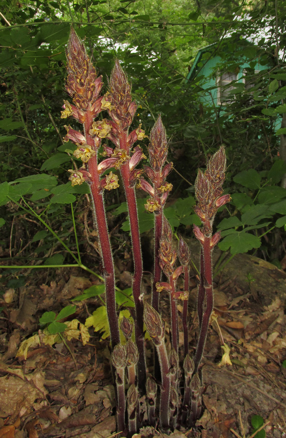 Изображение особи Orobanche laxissima.