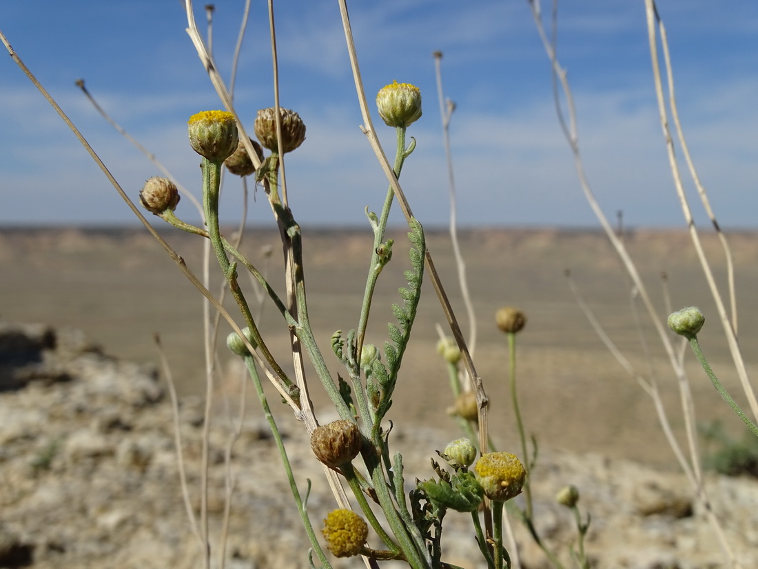 Image of Tanacetum santolina specimen.