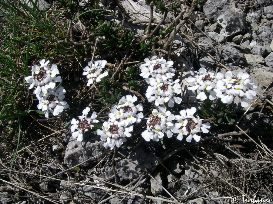 Image of Iberis saxatilis specimen.