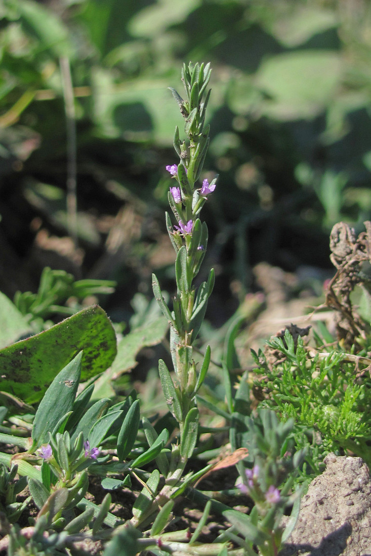 Image of Lythrum thymifolia specimen.