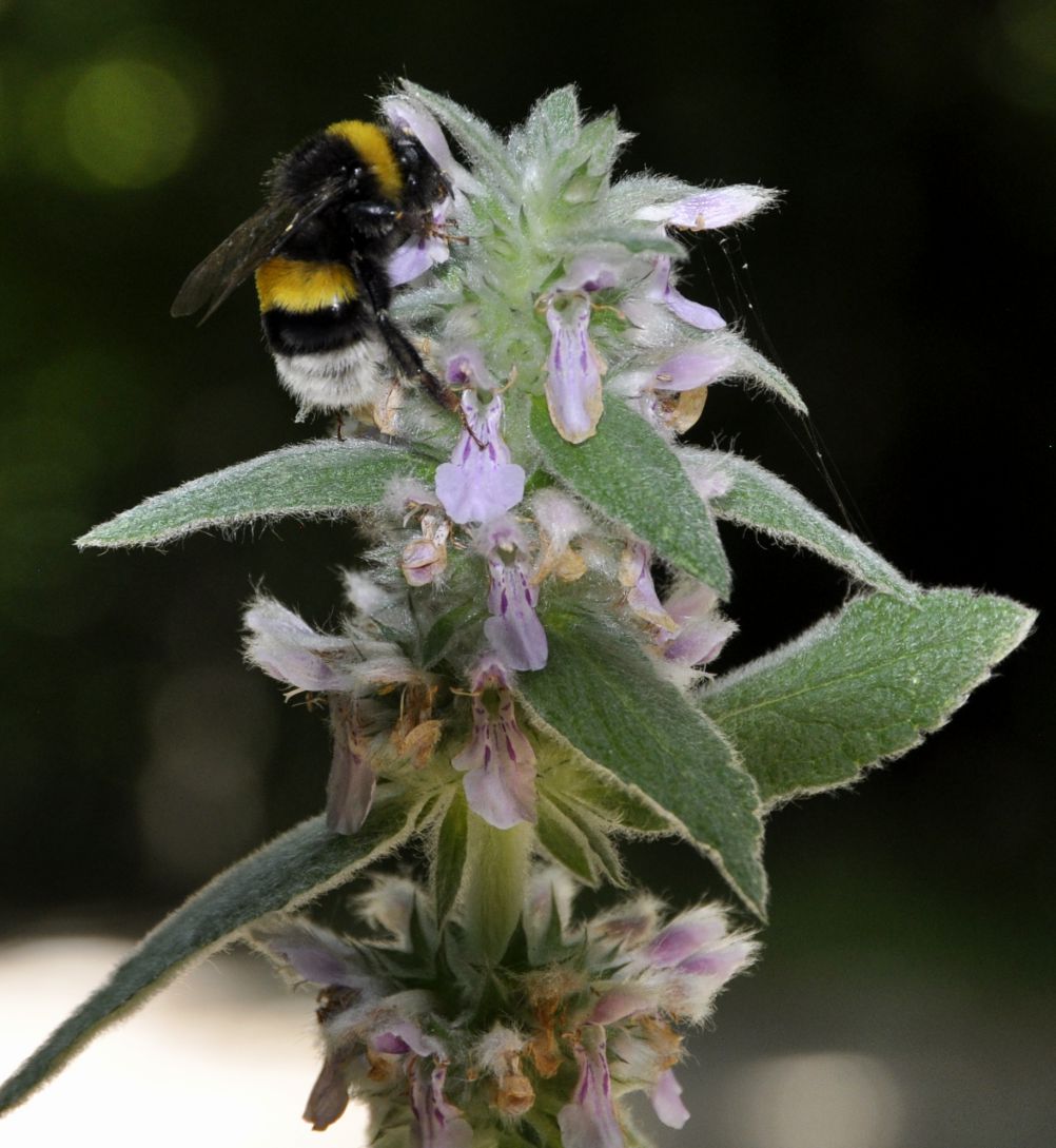 Image of Stachys germanica specimen.