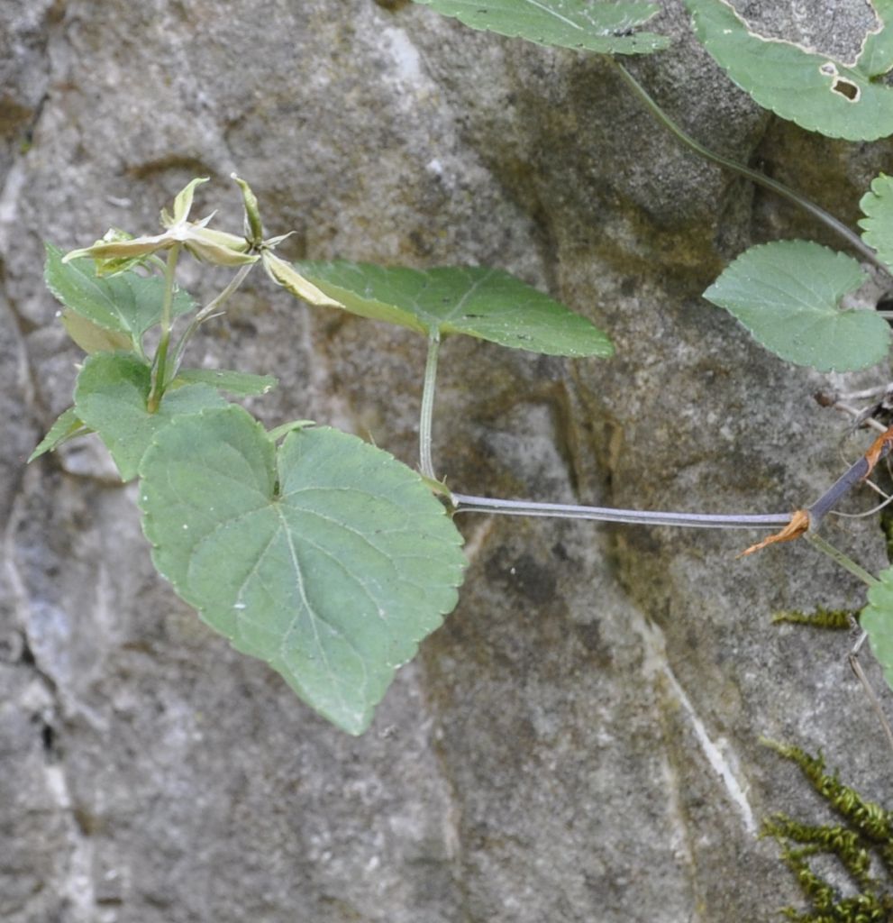 Image of genus Viola specimen.