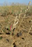 Poa bulbosa subspecies vivipara. Осыпавшиеся высохшие метёлки. Крым, Керченский п-ов, окр. мыса Чауда, опустыненная степь. 21 июля 2017 г.
