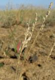 Poa bulbosa ssp. vivipara