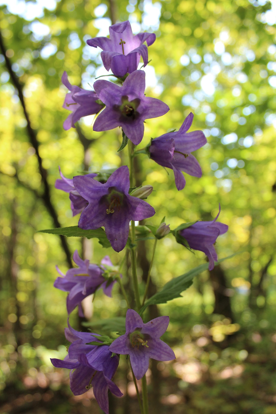 Image of Campanula trachelium specimen.