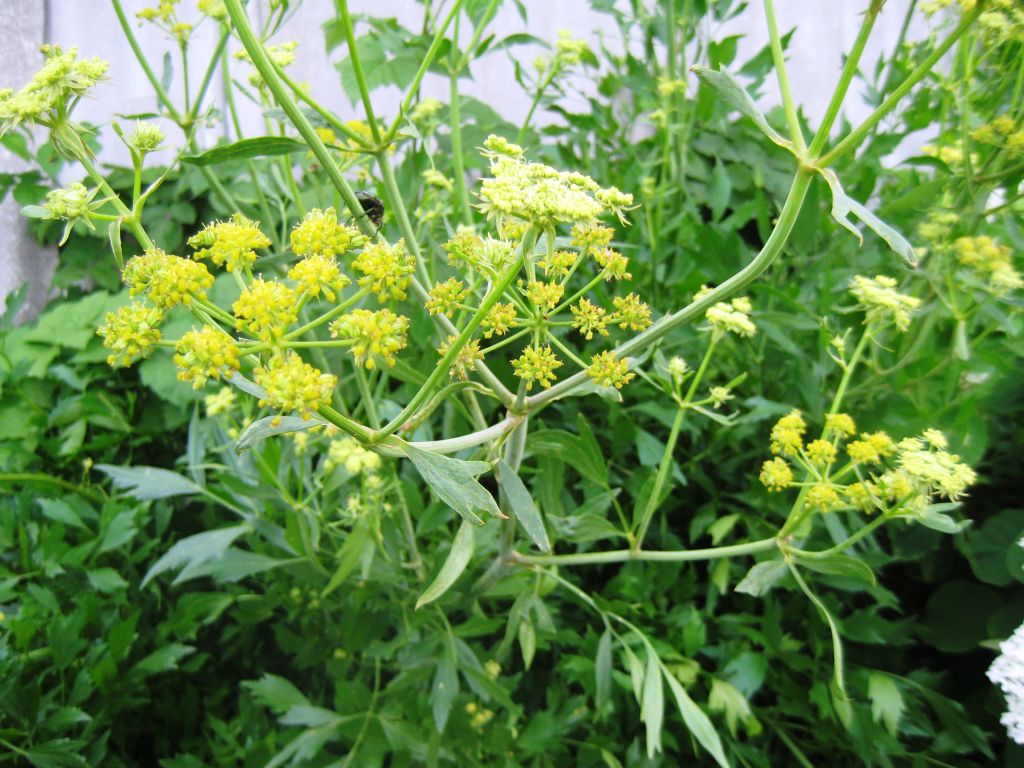 Image of Levisticum officinale specimen.