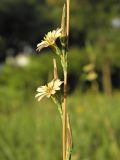 Lactuca saligna
