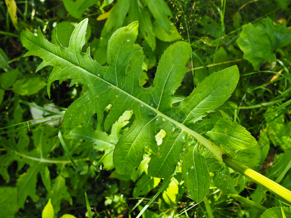 Изображение особи Cirsium oleraceum.