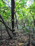 Theobroma cacao