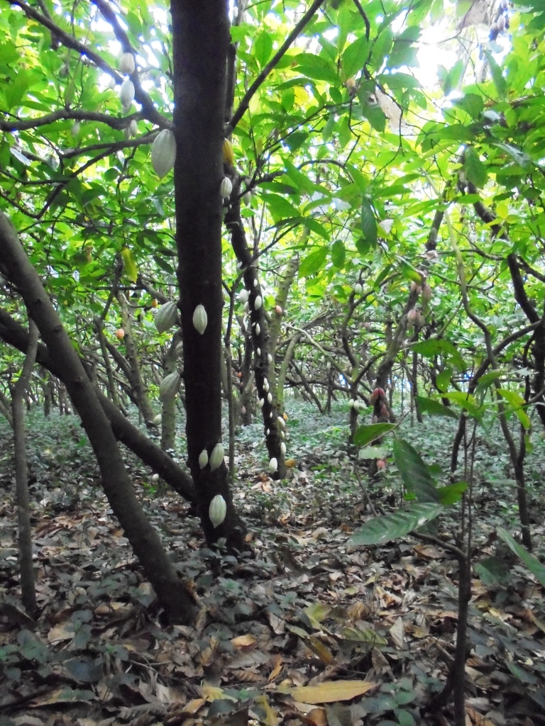 Image of Theobroma cacao specimen.