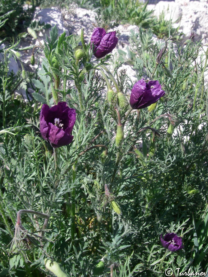 Image of Roemeria hybrida specimen.