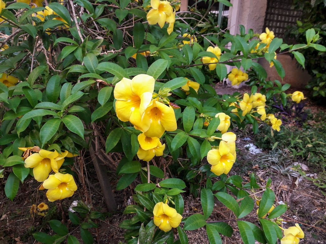 Image of Allamanda cathartica specimen.