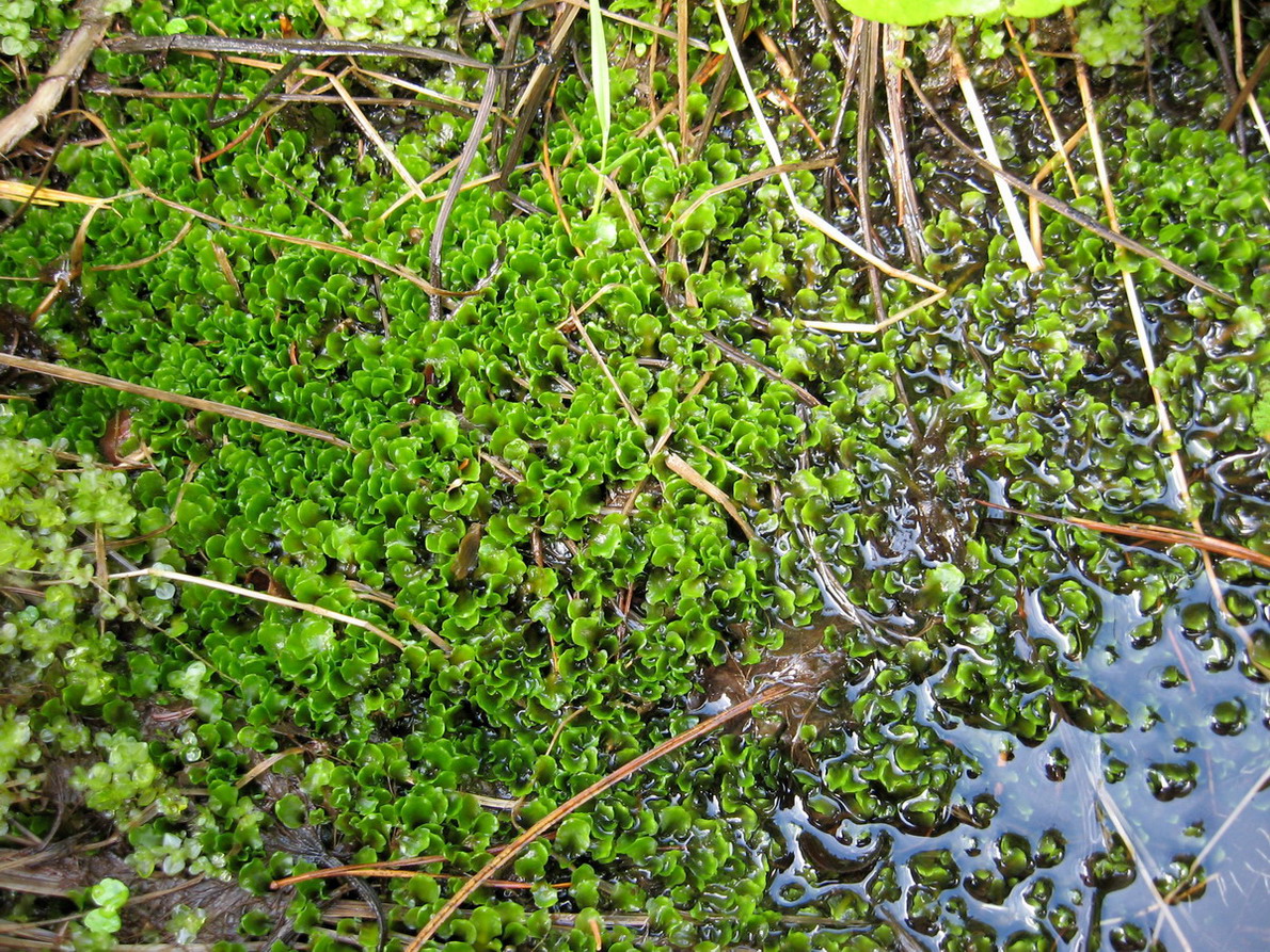 Image of Pellia neesiana specimen.