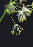 Thalictrum minus. Цветок. Республика Алтай, Шебалинский р-н, окр. с. Камлак, правый борт долины р. Сема, сосновый лес. 20.06.2017.