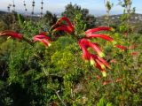 Erica discolor