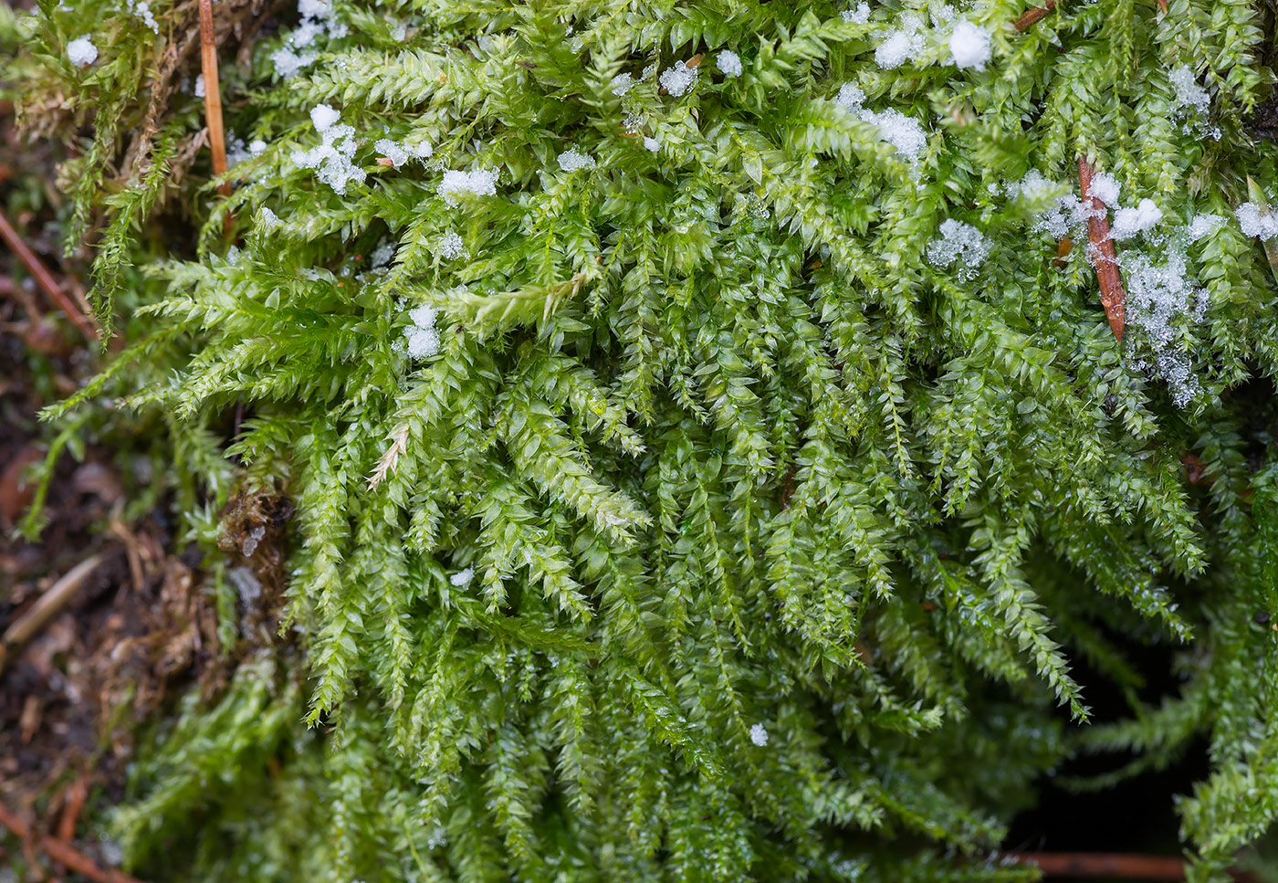 Изображение особи Plagiothecium cavifolium.