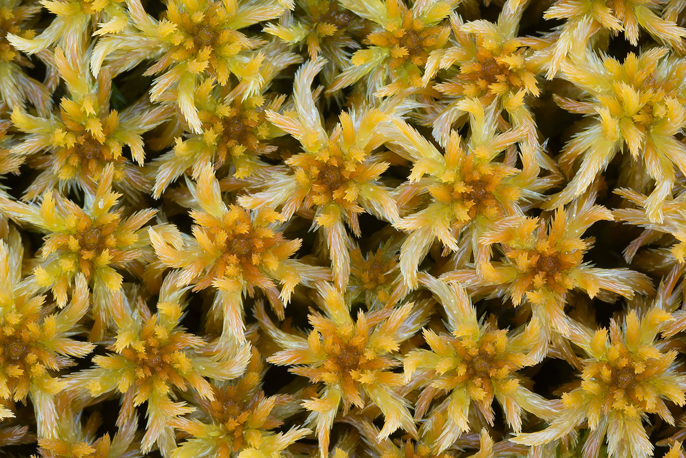 Image of genus Sphagnum specimen.