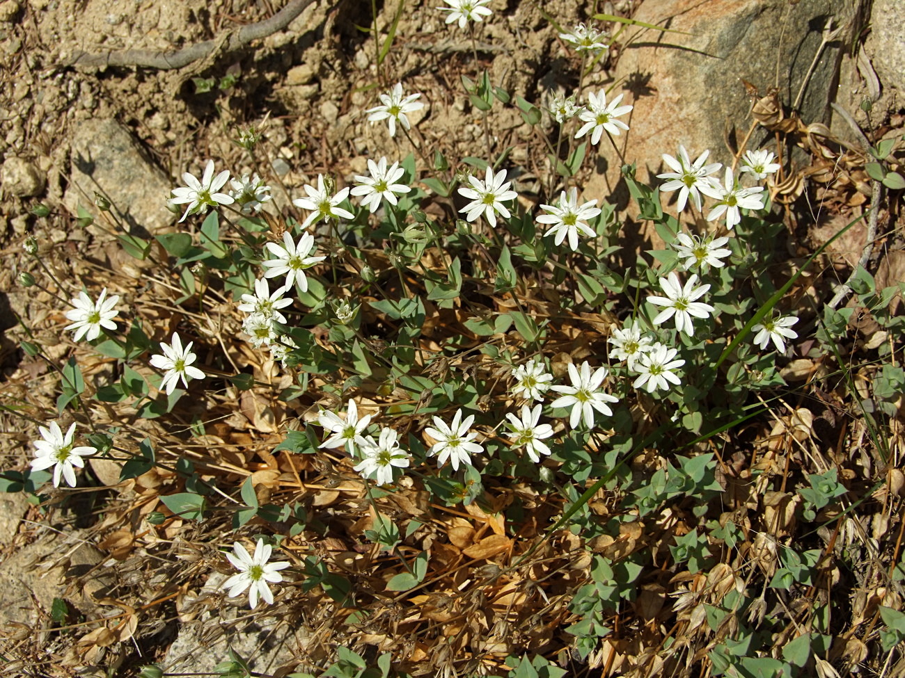 Image of Stellaria ruscifolia specimen.