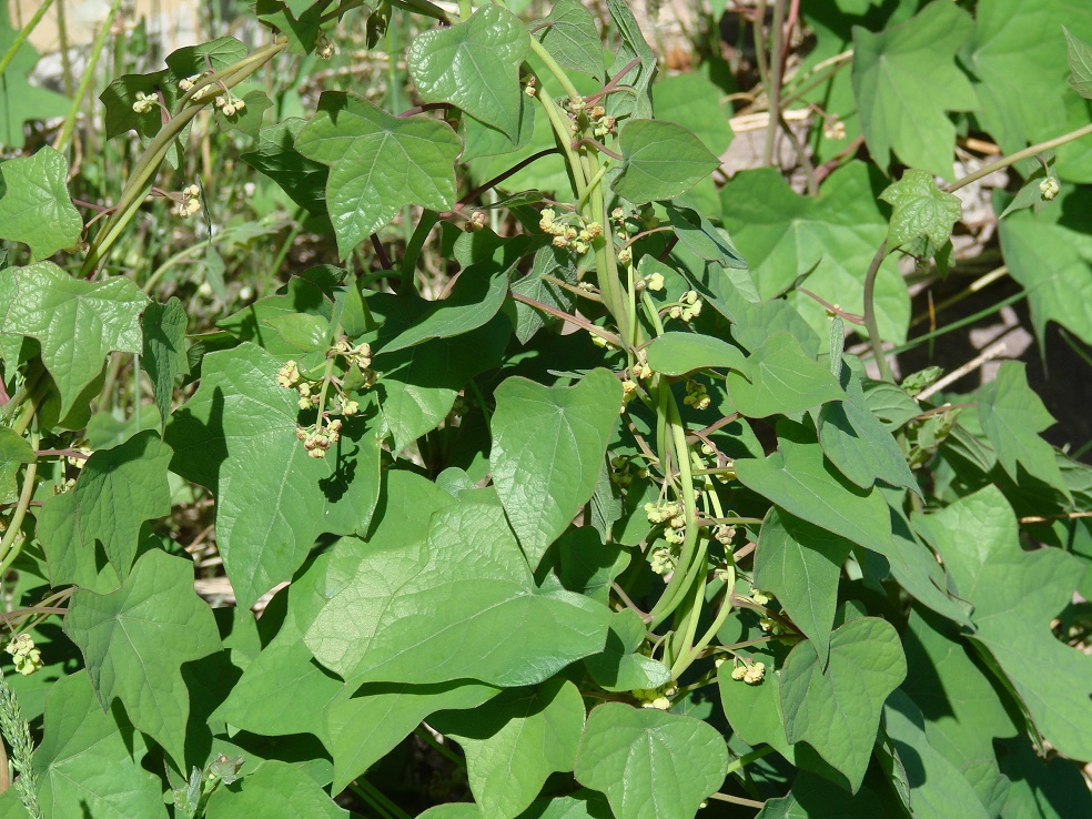 Image of Menispermum dauricum specimen.