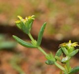 Delosperma luteum