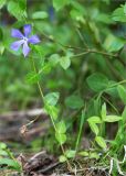 Vinca pubescens. Цветущее растение. Грузия, край Рача-Лечхуми и Нижняя Сванетия, Амбролаурский муниципалитет, окр. с. Зеда-Гвардиа, дол. р. Шарола, выс. 610 м н.у.м., лиственный лес, обочина грунтовой дороги. 07.05.2017.