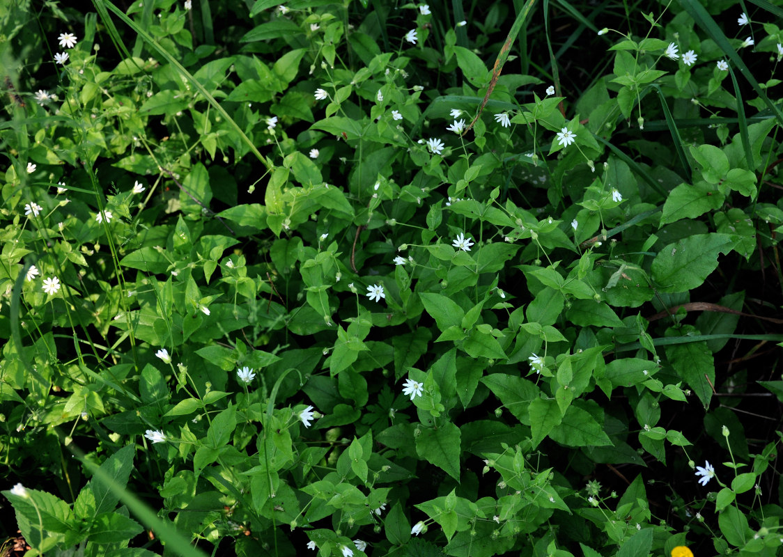 Image of Stellaria bungeana specimen.