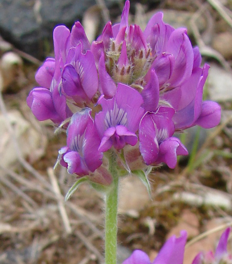 Изображение особи Oxytropis adamsiana.