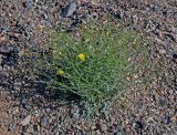 Crepis flexuosa