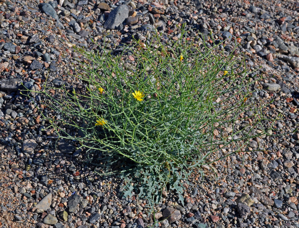 Изображение особи Crepis flexuosa.