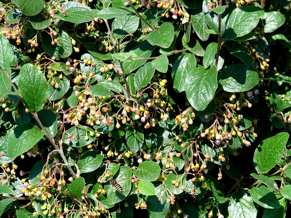 Image of genus Cotoneaster specimen.