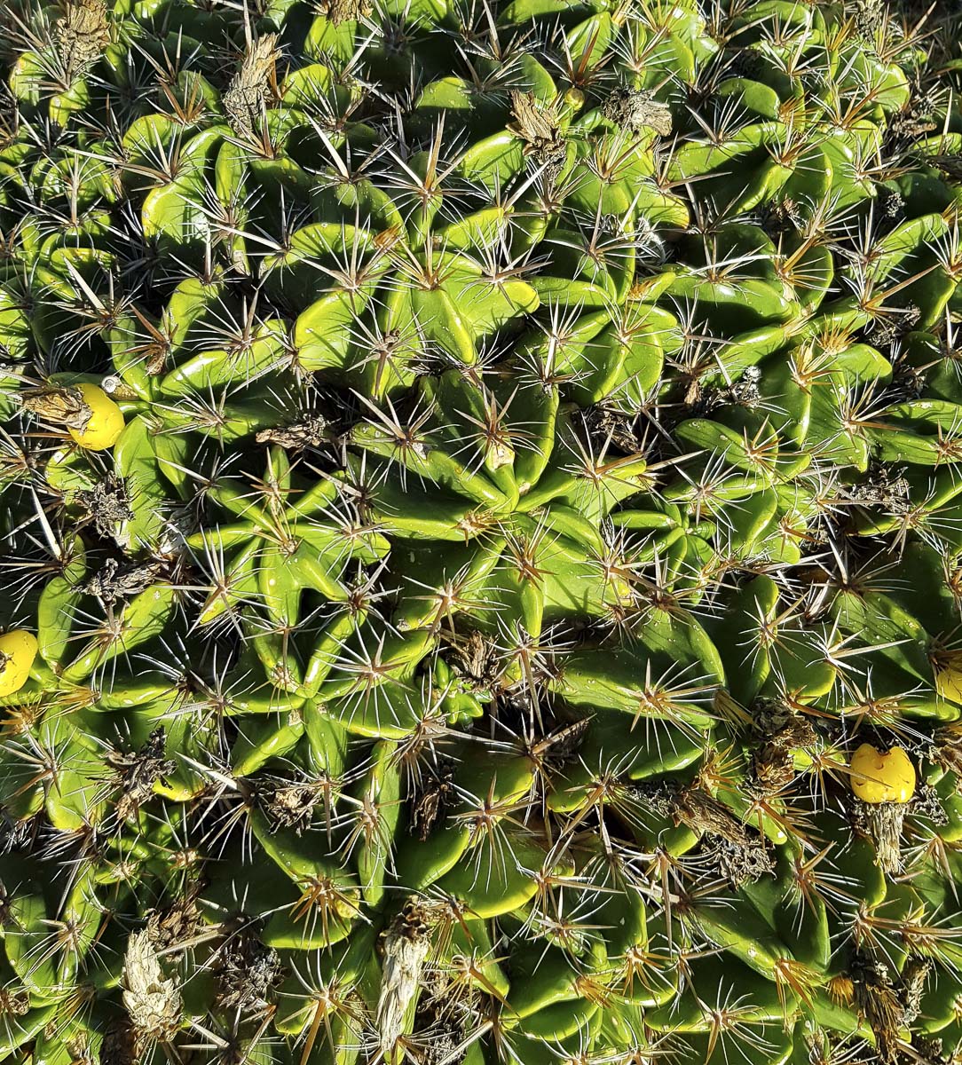 Image of Ferocactus robustus specimen.
