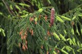 Picea orientalis