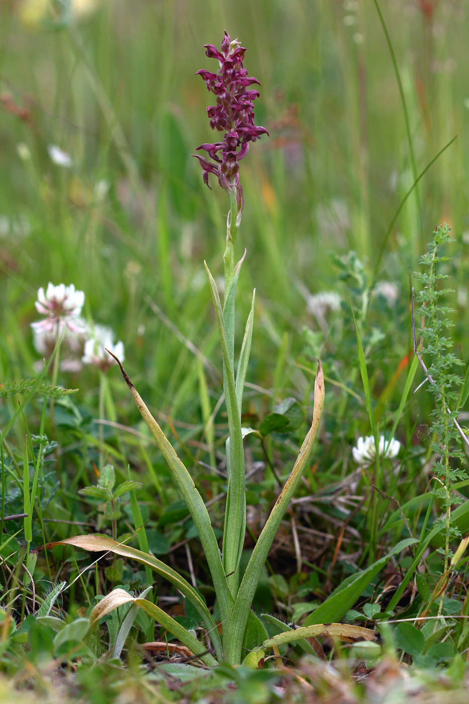 Image of Anacamptis coriophora specimen.