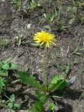 Taraxacum mongolicum