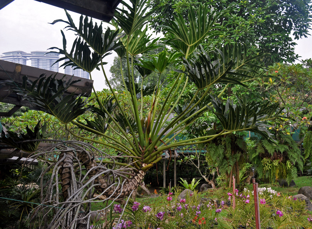 Image of Philodendron bipinnatifidum specimen.
