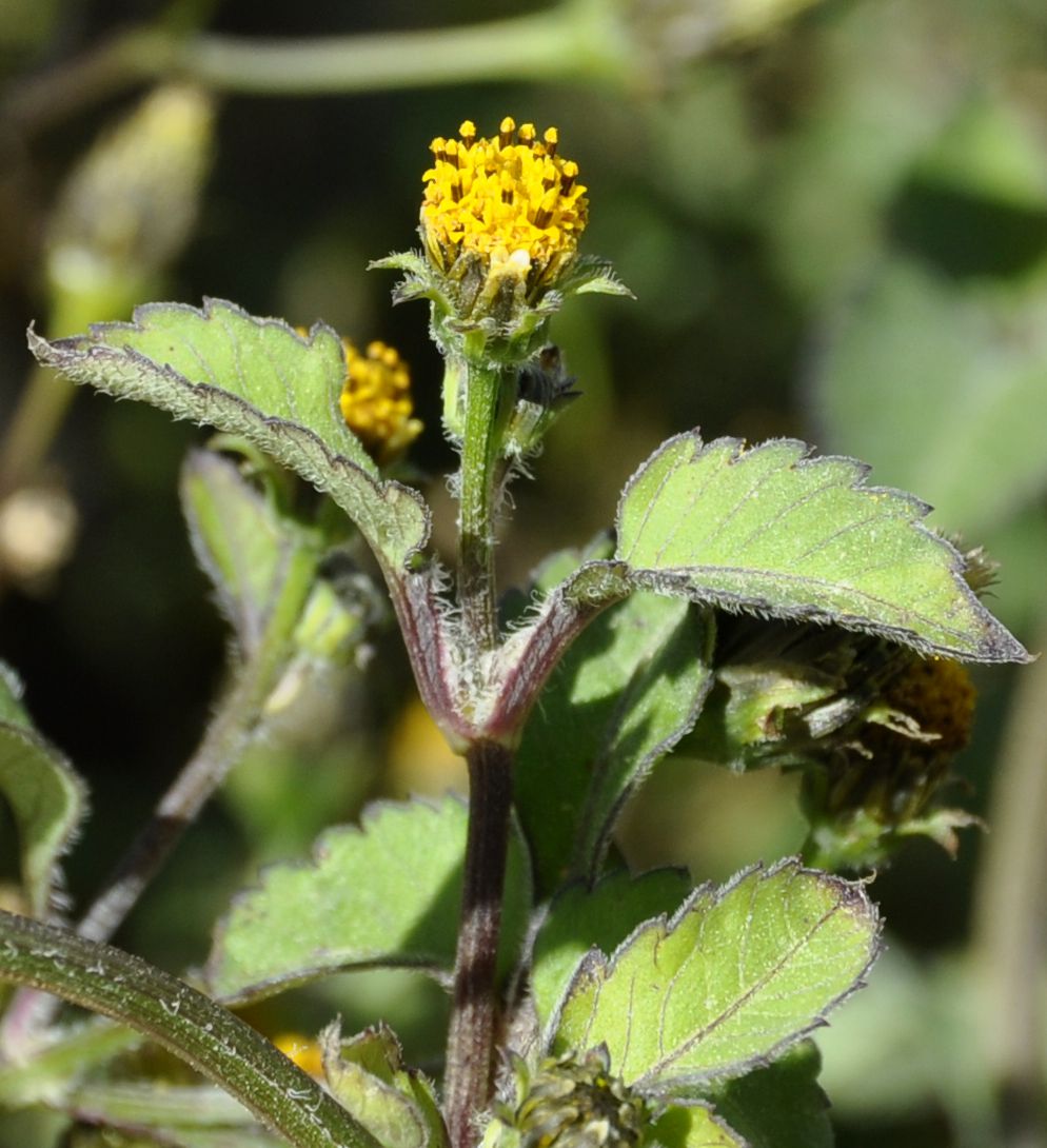 Image of Bidens pilosa specimen.