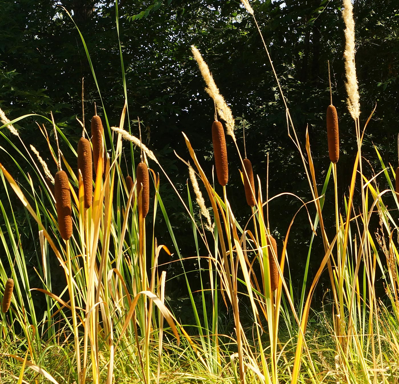 Изображение особи Typha laxmannii.