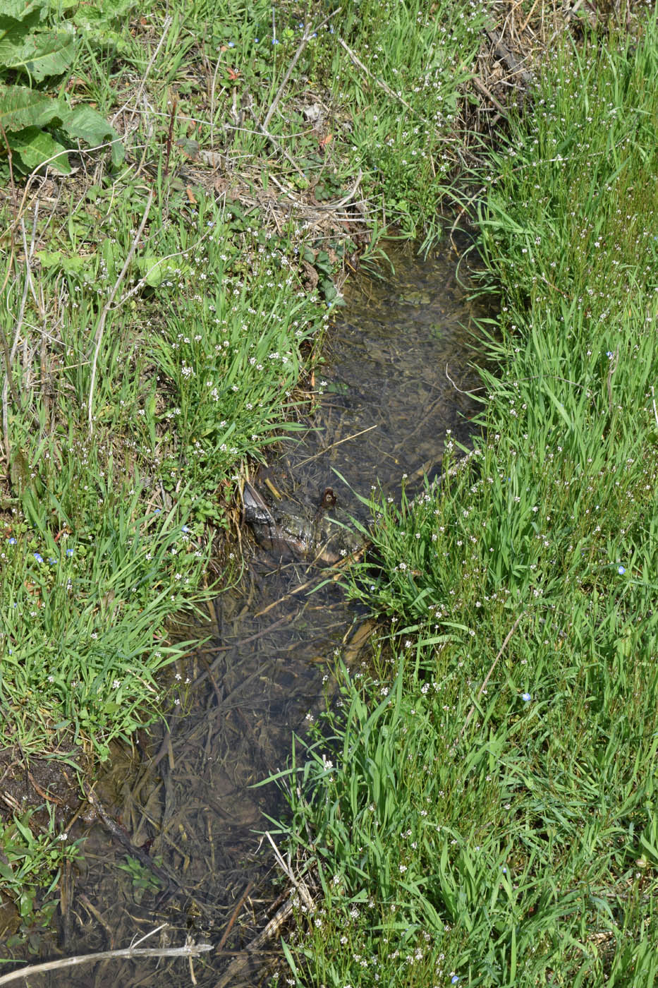 Image of Cardamine hirsuta specimen.